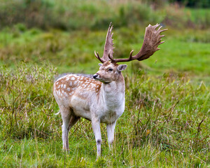 Fallow Deer Photo and Image. Male close-up profile view in the field with a blur background in its environment and habitat surrounding and displaying antlers. Deer Photo.
