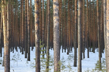 Naklejka premium природа