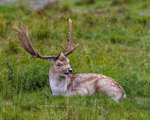 Fallow Deer Photo and Image. Male close-up resting in field with grass in its environment and habitat surrounding and displaying big antlers. Deer Photo and Image.