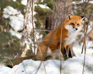 Red Fox Stock Photo. Red fox sitting in the winter season in its environment and habitat with forest background displaying bushy fox tail, fur. Fox Image. Picture. Portrait.
