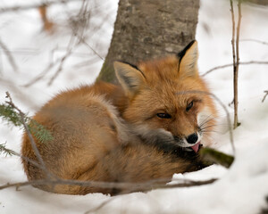  Red Fox Stock Photos. Fox Image. Picture. Portrait.