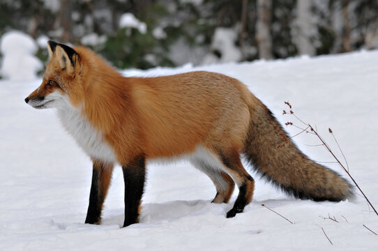 Red Fox stock photos. Red fox close-up profile view looking to the left side  in the winter season in its environment and habitat with blur background displaying bushy fox tail, fur. Fox Image. 