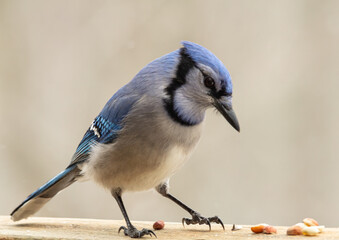 Blue jay eying shelled peanuts on wooden deck railing in winter.