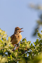 Rufous-naped Lark, Pilanesberg National Park