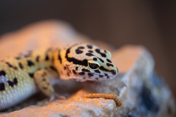 Leopard gecko lizard, close up macro. Cute Leopard gecko portrait (Eublepharis macularius). Leopard gecko on the rock.