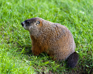 Groundhog Stock Photo. Foraging for food in the grass with blur background and foreground grass in its environment and surrounding habitat.