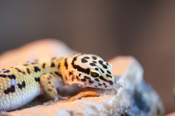 Leopard gecko lizard, close up macro. Cute Leopard gecko portrait (Eublepharis macularius). Leopard...