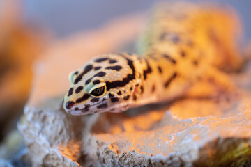 Leopard gecko lizard, close-up macro. Cute Leopard gecko portrait (Eublepharis macularius). Leopard gecko on the rock.