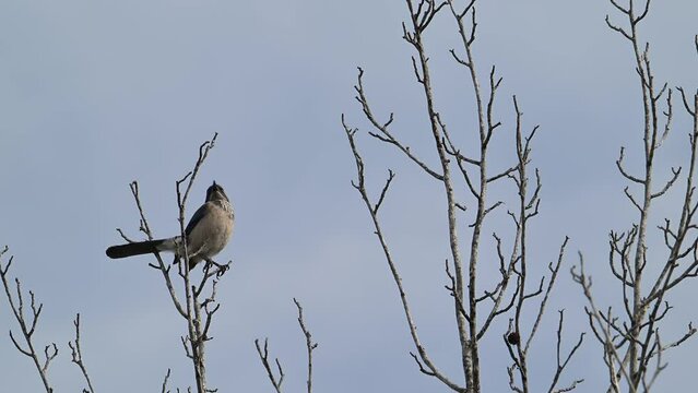 Western scrub-jay perched in tree.