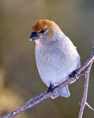 Pine Grosbeak Photo and Image. Female close-up profile view perched on branch with a blur background in its environment and habitat surrounding. Grosbeak Portrait. Picture.