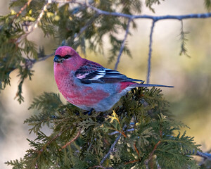 Pine Grosbeak Photo and Image. Male close-up profile view perched on a cedar tree branch with a blur forest background in its environment and habitat surrounding. Grosbeak Portrait. Picture.