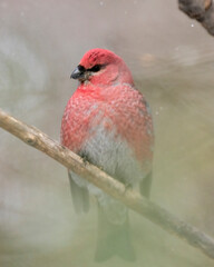 Pine Grosbeak Photo and Image. Male close-up profile view perched on branch with a blur background in its environment and habitat surrounding. Grosbeak Portrait. Picture.