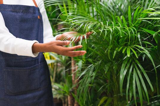 Unrecognizable florist near Chamaedorea palm