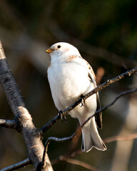 Snow bunting Photo Stock. Close-up, perched on a tree branch with a blur background and enjoying its environment and habitat. Image. Picture. Portrait.