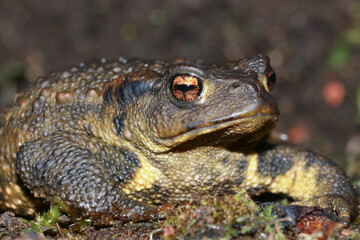 Huge Bufo spinosus toad in close up 