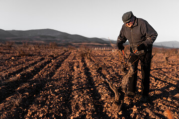 Old man cutting dried twigs in field