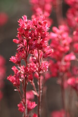 close up of pink flower in full light sunny weather