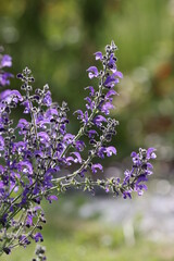 Violet flowers in the summer herb garden