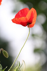 Detail of a red poppy flower in summer