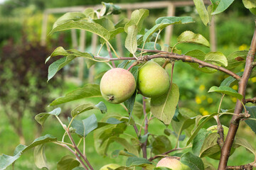 Green apples hanging from a branch in summer