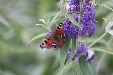 Summer peacock butterfly detail on a violet buddleja flower shrubs in the garden