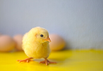 little chicken on a yellow and blue background