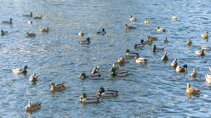 Waterfowl ducks and drakes on a winter river near open water in the city. Selective focus. Defocused foreground.