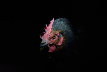 At night in the chicken coop