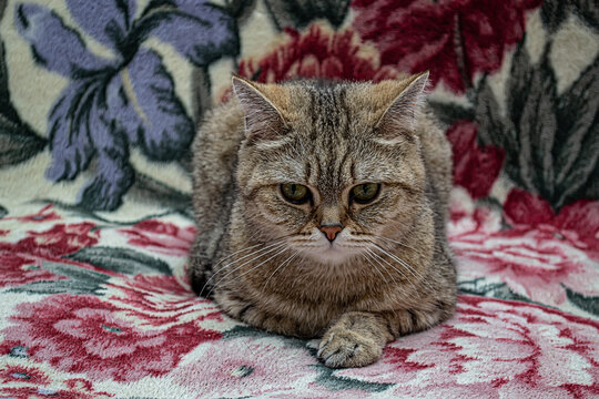 Portrait of a gray purebred Scottish straight Chinchilla cat.
