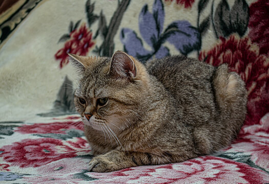 Portrait of a gray purebred Scottish straight Chinchilla cat.