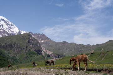 beautiful horses with shiny hair, both on the mountain and eating green grass, behind it is a beautiful Georgian mountain landscape with a blue sky