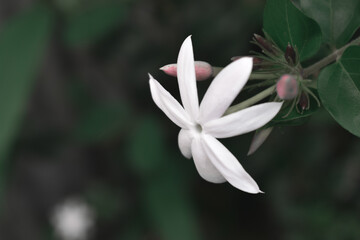 Obraz premium jasmine flower 