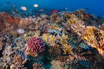 coral reef