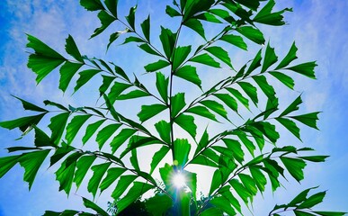 green leaves on blue background