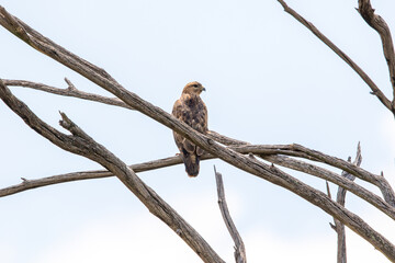 Steppe Buzzard, Kruger National Park