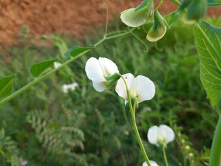 Pea flower in vegetable garden. The pea is small spherical seed or the seed pod of the pod fruit  pisum sativum. Each pod contains several peas, which can be green or yellow. Vegetable flower. 