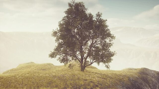 Spring field wit lone tree