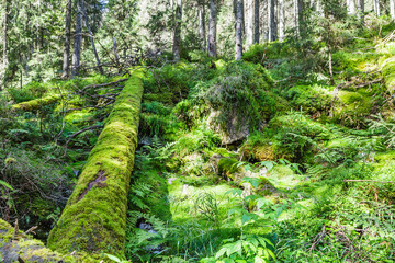 Tree trunk covered with green moss, wild forest landscape