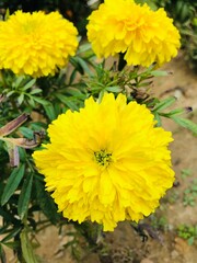 Yellow Marigold flower