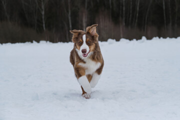 Aussie quickly runs forward and ears went up. Funny young thoroughbred shaggy dog. Australian Shepherd puppy red tricolor on walk in snowy winter park.