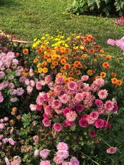 Fototapeta na wymiar Colorful chrysanthemum Flowers in garden