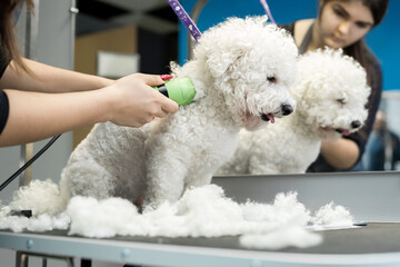Groomer trimming a small dog Bichon Frise with an electric hair clipper. Cutting hair in the dog hairdresser a dog Bichon Frise. Hairdresser for animals - obrazy, fototapety, plakaty
