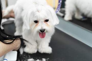 Female groomer haircut Bolonka Bolognese on the table for grooming in the beauty salon for dogs. Process of final shearing of a dog's hair with scissors