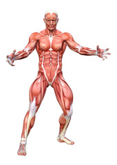 3D Rendering Male Anatomy Figure on White