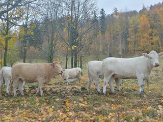 krowy jesienią