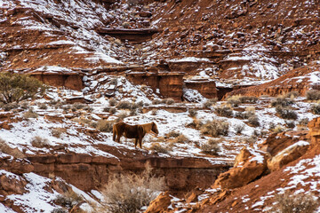 A horse alone in the Snowy Desert with a rugged background in Arizona.