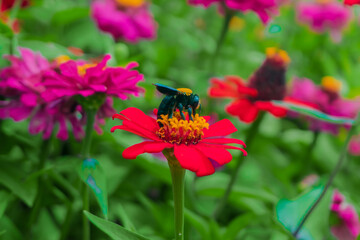 A beetle sucks nectar in a garden full of colorful flowers