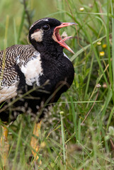 Male Northern Black Korhaan calling, Pilanesberg National Park