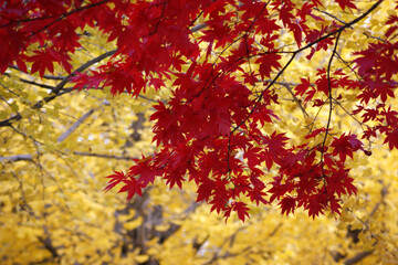 Red maple leaves stand out against the backdrop of yellow autumn leaves.