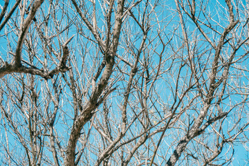Trees with lots of Twigs in the Blazing Dry Season